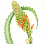 Aloe arborescens / Candelabra Aloe