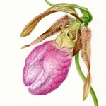 Cypripedium acaula / Lady Slipper Orchid