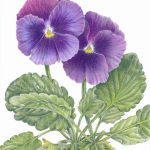 Viola tricolour hortensis /  Pansy