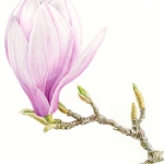 Magnolia soulangeana / Magnolia
