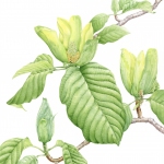 Magnolia acuminata / Cucumber tree