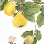 Heirloom Portuguese quince