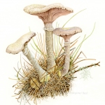 Armillaria mellea / Honey mushroom with lichen