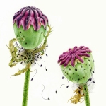 Papaver orientalis / Poppy seed heads