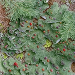 Boreal felt lichen
