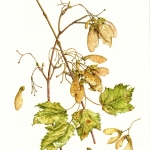 Acer glabrum /Rocky Mountain Maple