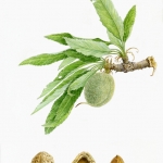 Prunus dulcis / Almond