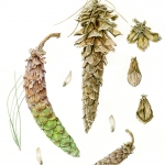 Pinus alba / White Pine