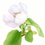 Cydonia oblonga / Portuguese Heirloom Quince