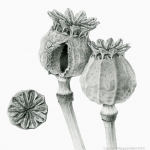 Poppy seed heads