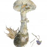 Amanita multisquamosa
