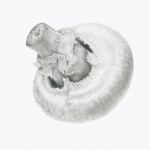 Common cultivated mushroom in graphite