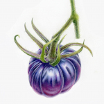 Indigo Rose - heirloom tomato