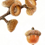 Quercus rubra - Acorn and acorn caps