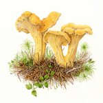 Golden Chanterelle Newfoundland