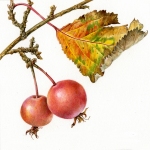 Malus baccata / Crab apple