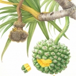 Pandanus utilis / Screw pine