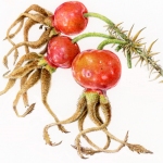 Rosa rugosa / Rosehips