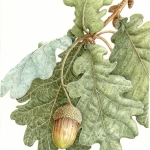 Quercus robur / English Oak