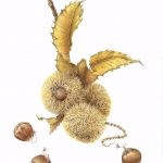 Castanea dentata / American Chestnut