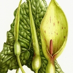 Arum maculatum / Lords-and-ladies