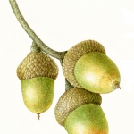 Quercus rubra / Red Oak