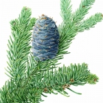 Abies lasiocarpa / Subalpine Fir