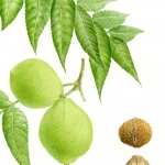 Juglans nigra / Black walnut