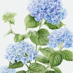 Hydrangea macrophylla / Big Leaf Hydrangea