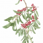 Shepherdia argentea / Buffalo Berry