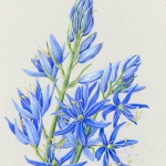 Camassia quamash / Blue Camas