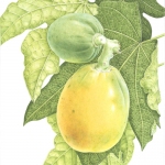 Carica Papaya / Bermuda Paw-paw