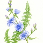 Cichorium intybus / Chicory