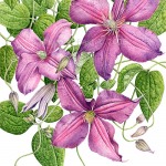 Clematis jackmanii / Clematis