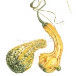 Cucurbita pepo / Ornamental Gourd