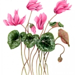 Cyclamen persicum / Cyclamen