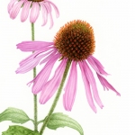 Echinacea purpurea / Purple Cone Flower