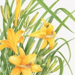 Hemerocallis / Day Lily