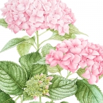 Hydrangea macrophylla / Big Leaf Hydrangea