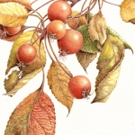 Malus baccata / Siberian Crab Apple