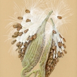 Milkweed
