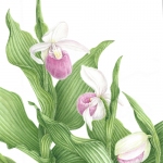Cypripedium reginae / Showy lady Slipper