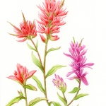 Castelleja coccinea / Indian Paintbrush
