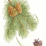 Pimus contortus / Lodgepole Pine