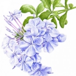 Plumbago auriculata / Plumbago