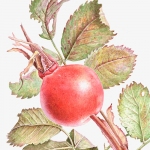 Rosa canona / Rose Hip