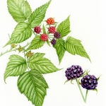 Rubus occidentalis
