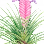 Tillandsia Cyanea 'Anita'