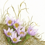 Pulsatilla patens / Prairie Crocus
